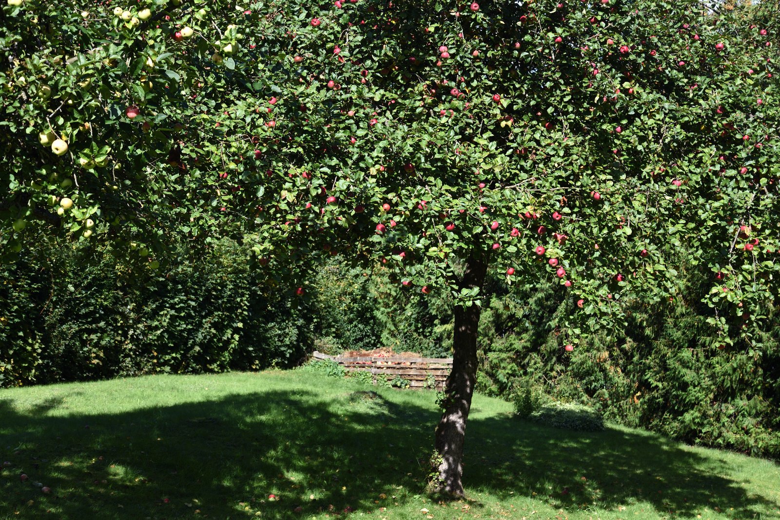 Apfelbaum schneiden Obstbaumschnitt Baumpflege Bochum